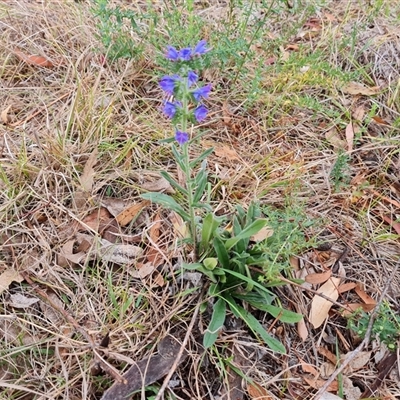 Echium vulgare (Vipers Bugloss) at O'Malley, ACT - 28 Nov 2024 by Mike