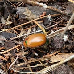 Anoplognathus brunnipennis (Green-tailed Christmas beetle) at Kambah, ACT - 28 Nov 2024 by Ash295