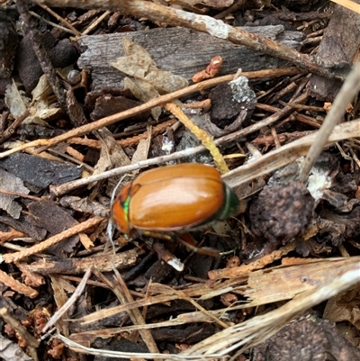 Anoplognathus brunnipennis (Green-tailed Christmas beetle) at Kambah, ACT - 27 Nov 2024 by Ash295