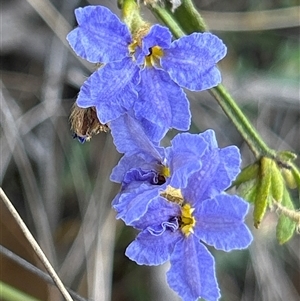 Dampiera stricta (Blue Dampiera) at Mongarlowe, NSW by LisaH