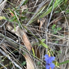 Dampiera stricta at Mongarlowe, NSW - 28 Nov 2024