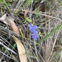 Dampiera stricta at Mongarlowe, NSW - 28 Nov 2024