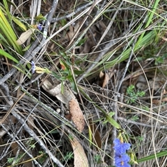 Dampiera stricta at Mongarlowe, NSW - 28 Nov 2024