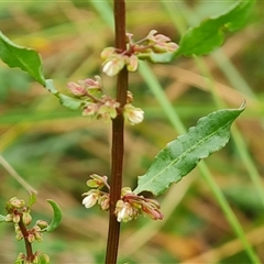 Rumex conglomeratus (Clustered Dock) at O'Malley, ACT - 29 Nov 2024 by Mike