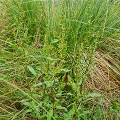 Rumex conglomeratus at O'Malley, ACT - 29 Nov 2024 07:04 AM