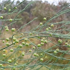 Asparagus officinalis (Asparagus) at O'Malley, ACT - 28 Nov 2024 by Mike