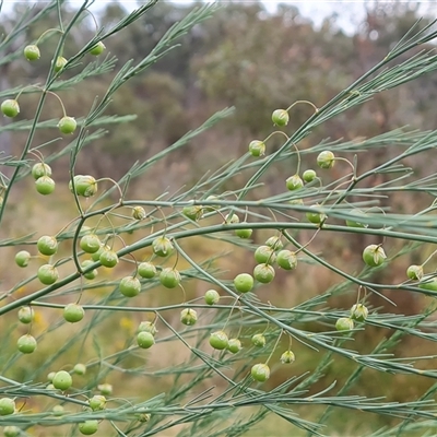 Asparagus officinalis (Asparagus) at O'Malley, ACT - 29 Nov 2024 by Mike