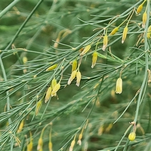 Asparagus officinalis at O'Malley, ACT - 29 Nov 2024