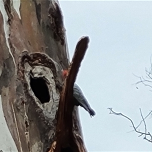 Callocephalon fimbriatum (Gang-gang Cockatoo) at O'Malley, ACT by Mike