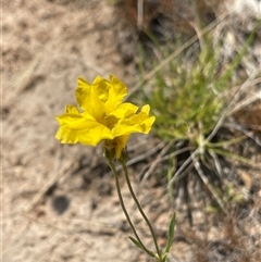 Goodenia pinnatifida (Scrambled Eggs) at Kambah, ACT - 28 Nov 2024 by LineMarie