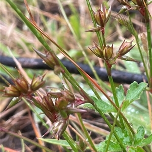 Juncus tenuis at Rendezvous Creek, ACT - 27 Nov 2024