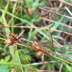 Juncus tenuis at Rendezvous Creek, ACT - 27 Nov 2024