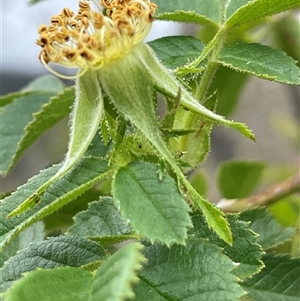 Rosa rubiginosa (Sweet Briar, Eglantine) at Rendezvous Creek, ACT by JaneR