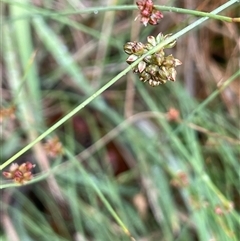 Juncus filicaulis (Thread Rush) at Rendezvous Creek, ACT - 27 Nov 2024 by JaneR