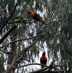 Trichoglossus moluccanus (Rainbow Lorikeet) at Mawson, ACT - 28 Nov 2024 by JillianM