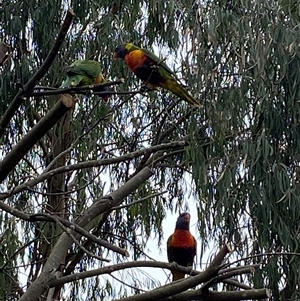 Trichoglossus moluccanus (Rainbow Lorikeet) at Mawson, ACT by JillianM