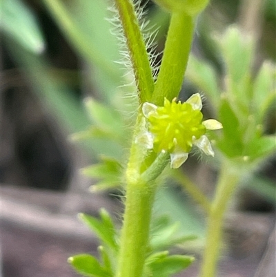 Ranunculus pimpinellifolius (Bog Buttercup) at Rendezvous Creek, ACT - 21 Oct 2023 by JaneR