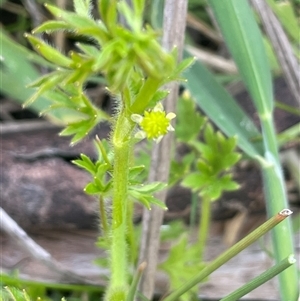 Ranunculus pimpinellifolius at Rendezvous Creek, ACT - 21 Oct 2023 02:54 PM