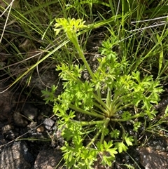 Ranunculus pimpinellifolius at Rendezvous Creek, ACT - 21 Oct 2023 02:54 PM