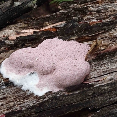 Fuligo septica (Scrambled egg slime) at Paddys River, ACT - 26 Nov 2024 by fungologist2020