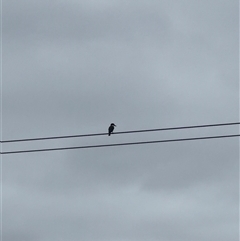 Todiramphus sanctus (Sacred Kingfisher) at Brownlow Hill, NSW - 28 Nov 2024 by MaxDownes