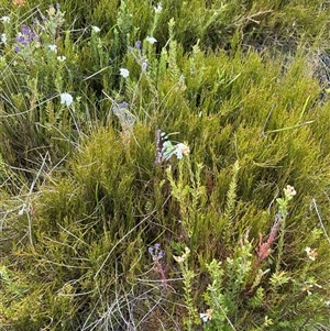 Graphium macleayanum at Cotter River, ACT - suppressed