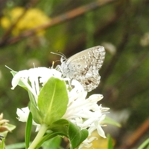 Neolucia agricola at Acton, ACT - 28 Nov 2024