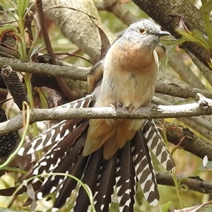 Cacomantis flabelliformis (Fan-tailed Cuckoo) at Acton, ACT by HelenCross