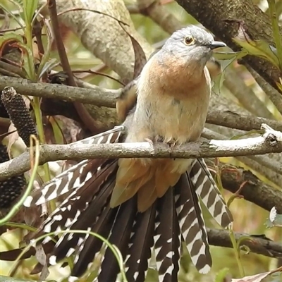 Cacomantis flabelliformis (Fan-tailed Cuckoo) at Acton, ACT - 28 Nov 2024 by HelenCross