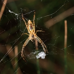 Plebs bradleyi (Enamelled spider) at Bungonia, NSW - 26 Nov 2024 by AlisonMilton