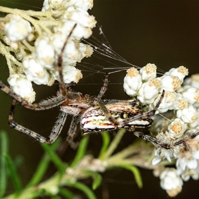 Plebs bradleyi (Enamelled spider) at Bungonia, NSW - 26 Nov 2024 by AlisonMilton