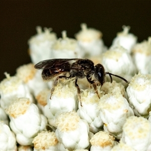 Lasioglossum (Homalictus) sp. (genus & subgenus) at Bungonia, NSW - 26 Nov 2024