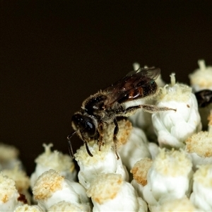 Lasioglossum (Homalictus) sp. (genus & subgenus) at Bungonia, NSW - 26 Nov 2024 04:04 PM