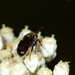 Lasioglossum (Homalictus) sp. (genus & subgenus) at Bungonia, NSW - 26 Nov 2024