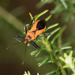 Gminatus australis (Orange assassin bug) at Bungonia, NSW - 26 Nov 2024 by AlisonMilton