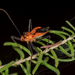 Gminatus australis at Bungonia, NSW - 26 Nov 2024