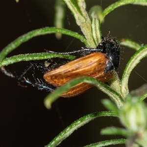 Phyllotocus rufipennis at Bungonia, NSW - 26 Nov 2024