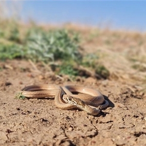 Demansia rimicola at Tablelands, NT - 12 Dec 2023 08:00 AM