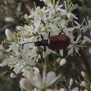 Ecnolagria grandis at Conder, ACT - 7 Jan 2024