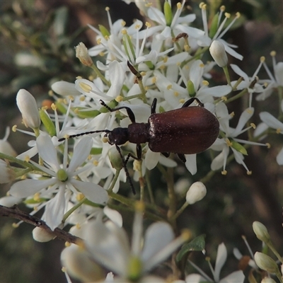 Ecnolagria grandis (Honeybrown beetle) at Conder, ACT - 7 Jan 2024 by MichaelBedingfield