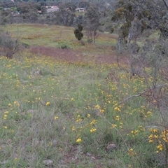 Hypericum perforatum (St John's Wort) at Conder, ACT - 7 Jan 2024 by MichaelBedingfield