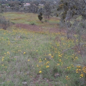 Hypericum perforatum at Conder, ACT - 7 Jan 2024