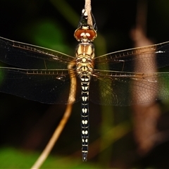 Unidentified Dragonfly (Anisoptera) at Sheldon, QLD - 28 Nov 2024 by PJH123