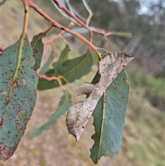 Circopetes obtusata (Grey Twisted Moth) at Bungendore, NSW - 28 Nov 2024 by clarehoneydove