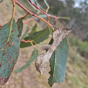 Circopetes obtusata (Grey Twisted Moth) at Bungendore, NSW by clarehoneydove