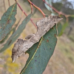 Circopetes obtusata at Bungendore, NSW - 29 Nov 2024