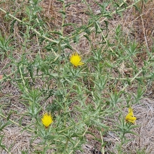 Carthamus lanatus (Saffron Thistle) at Red Hill, ACT by Mike