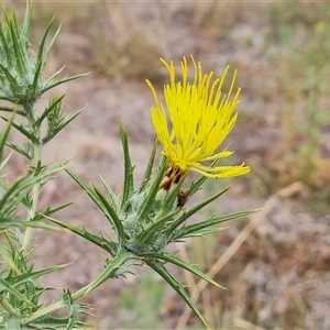 Carthamus lanatus at Red Hill, ACT - 29 Nov 2024