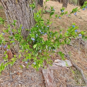 Billardiera heterophylla (Western Australian Bluebell Creeper) at Red Hill, ACT by Mike