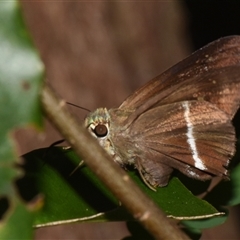 Hasora khoda haslia at Sheldon, QLD - 26 Nov 2024 by PJH123